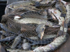 Двух браконьеров задержала полиция во время рыбалки в Цимлянском водохранилище 