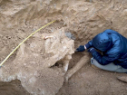 В Ростовской области восстановят череп ископаемого слона, который нашли у Таганрогского залива