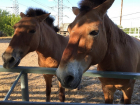Состояние редких лошадей шокировало посетительницу ростовского зоопарка