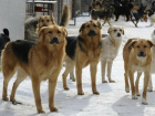 Убивать бродячих собак, опасных для людей и домашних животных, призвала девушка в Ростове
