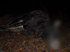 В Ростовской области задержали браконьера за убийство лосей 