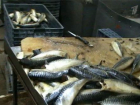 Около 40 тонн некачественной рыбы забраковали в Ростовской области 