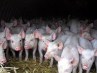 Компенсации за убийства свиней получат жители Ростовской области