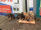 Жуткое издевательство над щенками устроили «черные» зоозащитники в Ростовской области