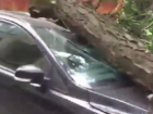 Упавшим на дорогу огромным деревом разворотило две иномарки в Ростове на видео
