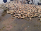 Браконьеров в Ростовской области задержали с тремя тоннами сазана, леща, пиленгаса и карася
