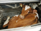 Пасущиеся коровы «соблазнили» проезжавшего мимо водителя грузовика в Ростовской области