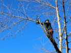 Власти Ростова объяснили вырубку деревьев в парке Островского