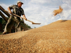 Амброзия и горчак угрожают качеству собранного в Ростовской области зерна