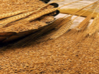 Более 5,8 млн тонн озимой пшеницы собрали донские аграрии 