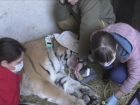 В ростовском зоопарке рассказали, зачем подстригли когти амурскому тигру