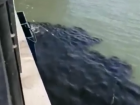 В Ростове рыбаки сняли на видео, как в Дон выливают зловещую черную жижу