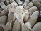 Массовая гибель свиней от африканской чумы произошла в Ростовской области
