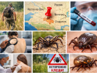 На Ростовскую область надвигаются опасные «догоняющие клещи-мутанты»