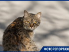 В Ростове коты холеные, мордатые, мартовские: показываем хвостатых и мордатых