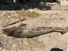 В Таганроге на берегу залива нашли мертвого дельфина