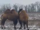 Тройка верблюдов выпасается на снежных просторах Ростовской области