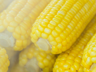 В Ростовской области 5,4 тысячи тонн кукурузы оказались заражены амброзией