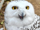 В зоопарк Ростова привезли полярную сову из Липецка