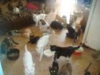 Дикая вонь из квартиры хозяйки 40 кошек свела с ума жильцов многоэтажки Ростова