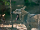 В ростовском зоопарке дали имена трем волчатам