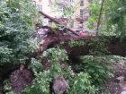 В Ростове во дворе многоэтажки на улице Ленина в тихую ночь упало огромное дерево 