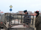 Казаки и гаишники задержали десять свиней без документов под Ростовом