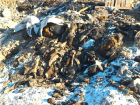 Трупы загадочных животных обнаружили на берегу реки в Ростовской области