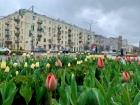 Более 120 тысяч тюльпанов высадят осенью в Ростове-на-Дону