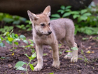 Трогательными кадрами с крошками-волчатами поделился ростовский зоопарк