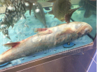 Мертвая рыба в «живом» аквариуме гипермаркета Ростова шокировала покупателей
