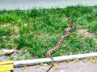В центре Ростова выгуливают двухметровую змею