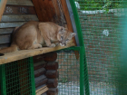 В ростовском зоопарке поселились пумы из Владикавказа