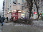 С начала недели в Ростове упало более 289 деревьев из-за обледенения 