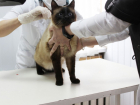 В Ростовской области 27 мая пройдет день льготной стерилизации домашних животных