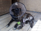 Волонтеры из Батайска ищут дом доброй и ласковой собаке, стойко перенесшей непростую судьбу