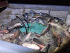 В Ростовской области браконьеры выловили тонну свежей рыбы и получили штраф