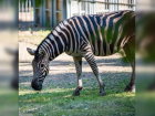 Зебра Адам из Ростовского зоопарка отмечает девятый день рождения