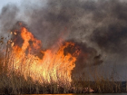 За полгода сгорело 46,7 га камыша в Ростовской области