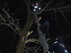 В Таганроге спасли подростков с крыши и дерева