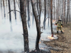 Два вертолета и более 700 человек тушат пожар в лесничестве в Ростовской области 