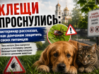 Клещи проснулись: ветеринар рассказал, как дончанам защитить своих питомцев