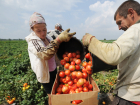 Богатый урожай овощей собрали с полей Ростовской области