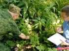 Казаки уничтожили заросли дикой конопли в Ростовской области