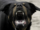 Огромный бешеный пес покусал детей и разорвал крошку-терьера во дворе Ростова