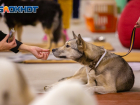 Льготную стерилизацию кошек и собак проведут в Ростовской области