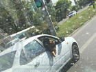 Выглядывающий из окна иномарки огромный орангутанг рассмешил автомобилистов в Ростове