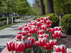 Весной 2021 года в Ростове пообещали посадить почти миллион цветов