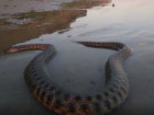 Найденной в водоеме «шестиметровой анакондой» пугали жителей Ростовской области