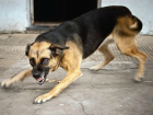 Агрессивная бродячая собака попыталась огрызть ногу молодому человеку на вечерней улице Ростова